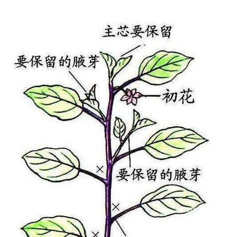 如何在家中种植藏红花（盆栽技巧与注意事项）