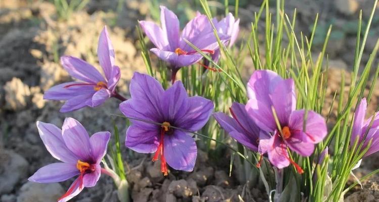 藏红花种植条件及生长环境要求（打造适宜的生长环境为藏红花带来更丰硕的收成）