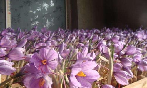 藏红花种植条件及生长环境要求（打造适宜的生长环境为藏红花带来更丰硕的收成）