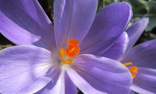 藏红花花期有多长时间（探究藏红花花期的特点与时间节点）