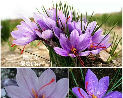 藏红花种子种植的最佳时间（掌握正确时间享受优质藏红花）