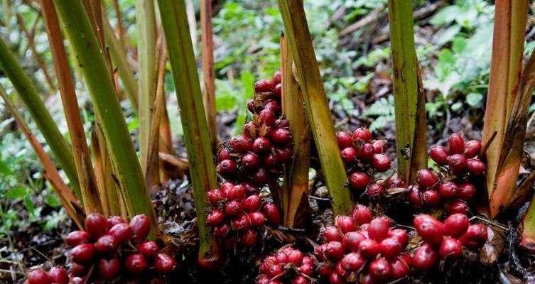 草果种植条件与生长环境的要求（关注这些条件）