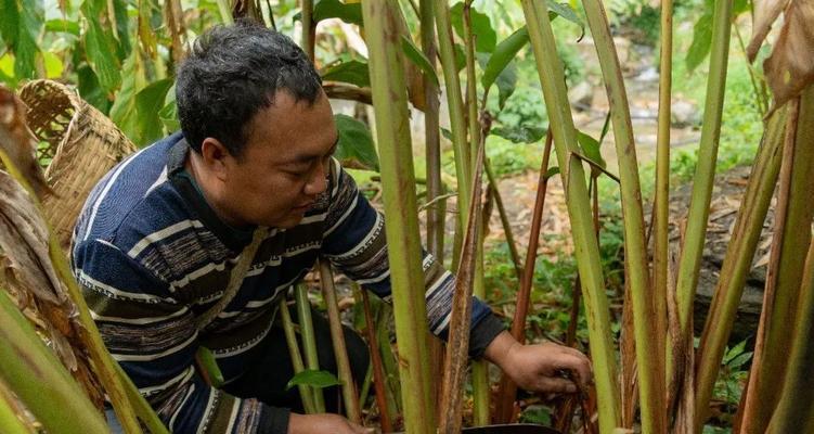 草果种植条件与生长环境的要求（关注这些条件）