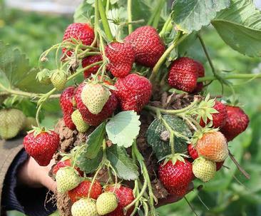 草莓北方种植实践（探讨草莓在北方适宜种植的技术）