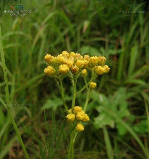 艾菊花语传递和平的力量（和平之花）