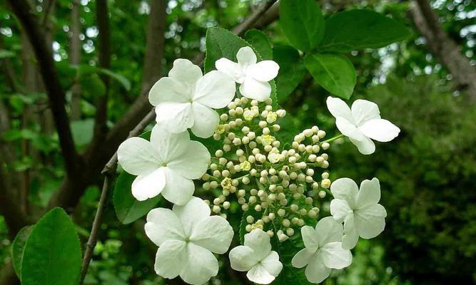 白琼花（以白琼花花语探索纯洁与美丽的内涵）