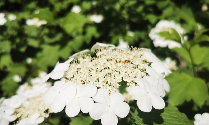 白琼花（以白琼花花语探索纯洁与美丽的内涵）