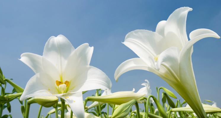 白色百合花的花语（传递纯洁和祝福的花朵）