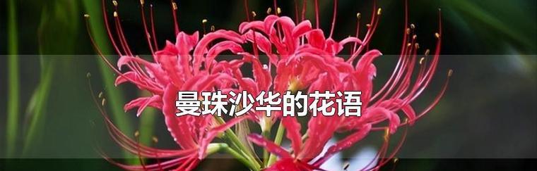 白色彼岸花的花语（揭秘白色彼岸花的花语之谜）