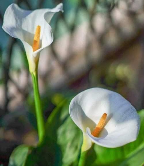 白色马蹄莲的花语——洁白纯净之美（探寻白色马蹄莲的花语和象征意义）