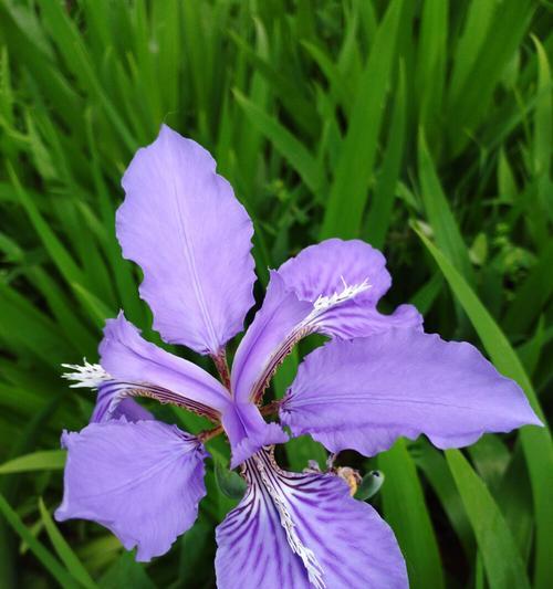 白色和紫色鸢尾花的花语与意义（探寻白色和紫色鸢尾花的象征与情感）