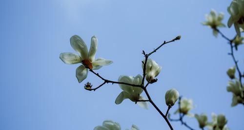 白玉兰花语（白玉兰花语的意义及传承）