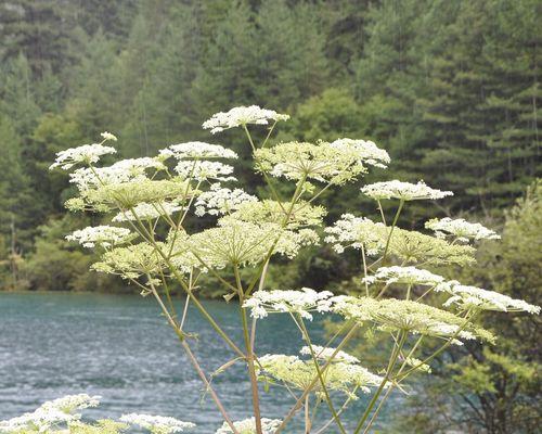 白芷的花语（以白芷花语探索纯洁与祝福的含义）