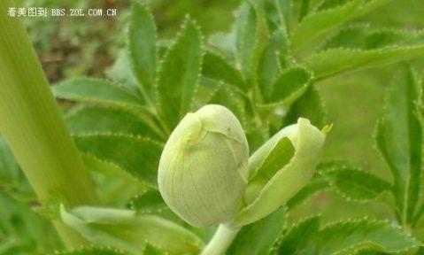 白芷的花语（以白芷花语探索纯洁与祝福的含义）