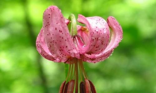 百合花的花语之美——寓意与传承（一朵花的言语）