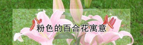 白百合花的花语与寓意（揭示白百合花背后的纯洁与祝福）