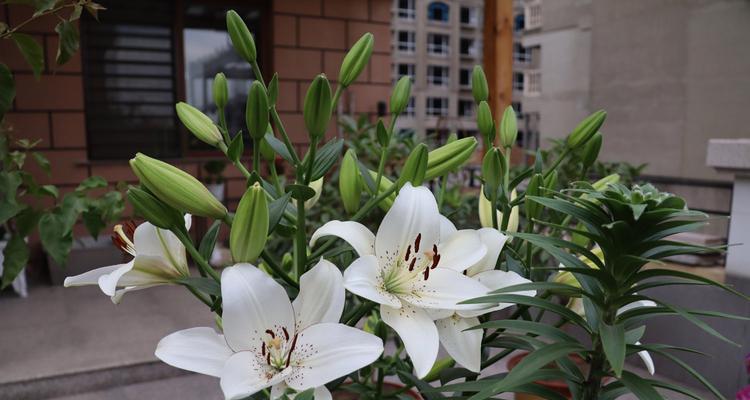 百合花的花语与含义（揭秘百合花的神秘语言）