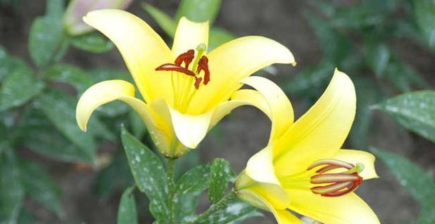 百合花的寓意与象征（探索百合花的深层含义与文化象征）