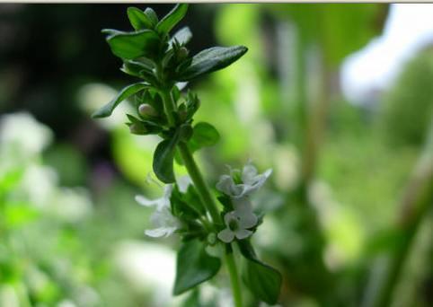 百里香花语——寓意与传承（从清香中品味生命的力量）