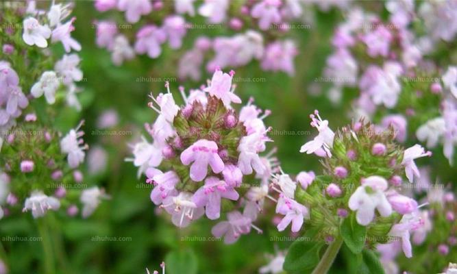 百里香花语——寓意与传承（从清香中品味生命的力量）