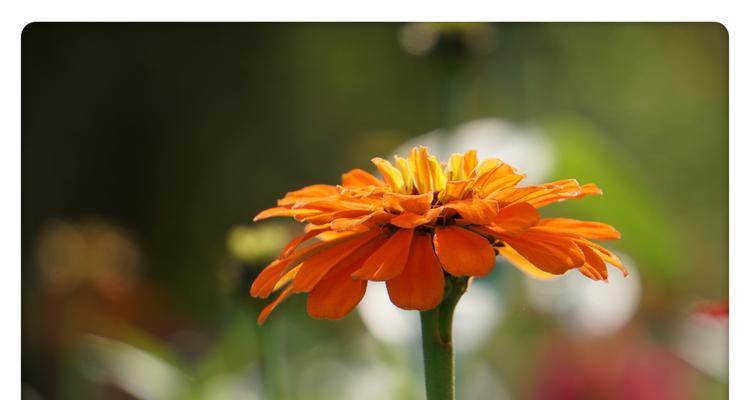 百日菊花语之美——盛开如夏的花朵（探寻百日菊花语的深意）