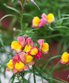 宝石花的花语——寓意珍贵与美丽（探秘宝石花的独特花语与魅力）