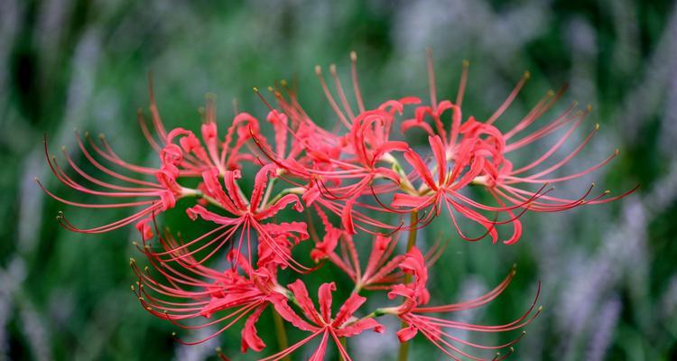 彼岸花的花语和象征意义（探索彼岸花的深层含义）