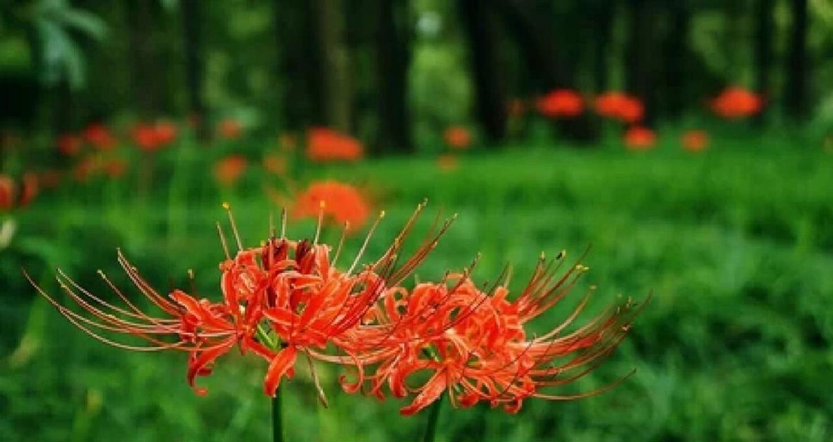 彼岸花的花语和象征意义（探索彼岸花的深层含义）