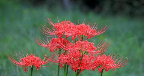 以彼岸花花语象征与寓意（盛开在河岸的生命之花）