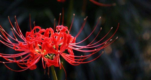 以彼岸花花语象征与寓意（盛开在河岸的生命之花）