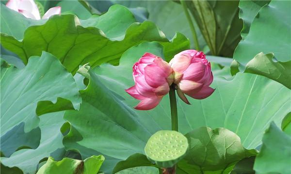 并蒂莲的花语（美丽绽放的花朵）