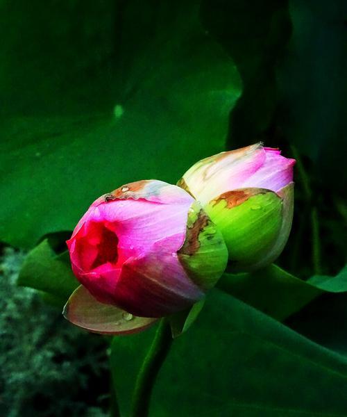 并蒂莲花的寓意——美好与和谐（美好和谐的象征——并蒂莲花）