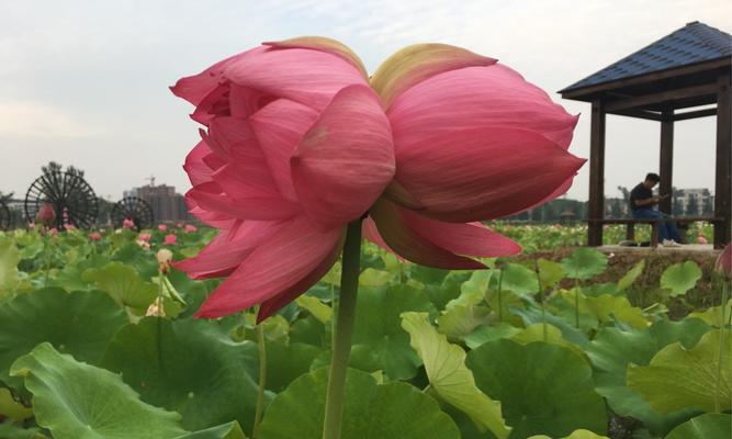 并蒂莲花的寓意——美好与和谐（美好和谐的象征——并蒂莲花）