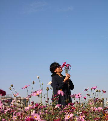 波斯菊的花语传说（传承千年的花卉传说与寓意）