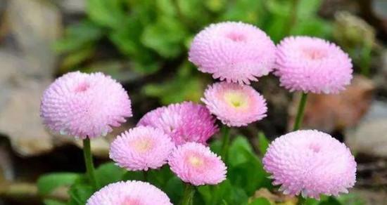 雏菊的花语与寓意（以不同颜色雏菊传递的情感与象征）