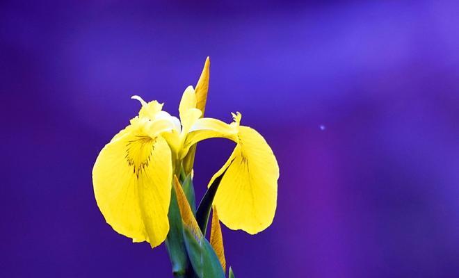 菖蒲花的花语与寓意（探秘菖蒲花的文化象征和历史渊源）