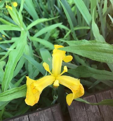 菖蒲花的花语与寓意（探秘菖蒲花的文化象征和历史渊源）