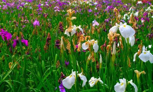 菖蒲花的花语与寓意（探秘菖蒲花的文化象征和历史渊源）