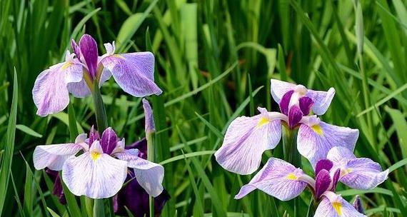 菖蒲（探寻菖蒲花语及其文化内涵）