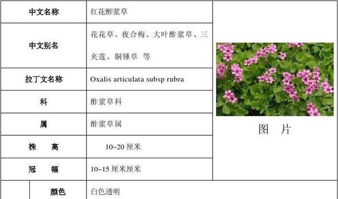 如何科学种植根达菜？