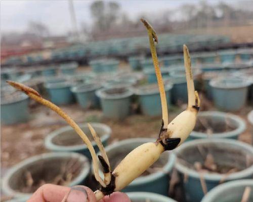 根茎花卉的魅力（探索根茎花卉的奥秘）