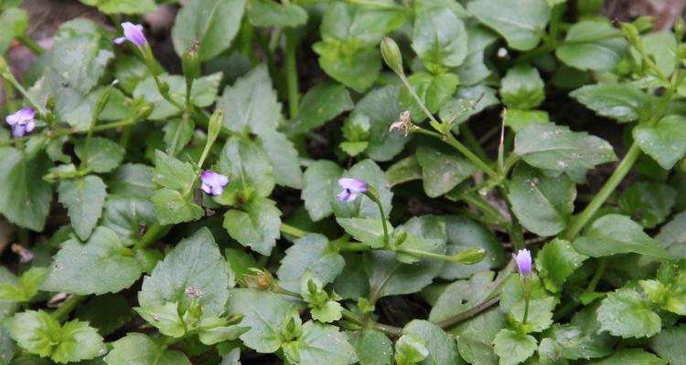 根茎类花卉大揭秘（从根茎结构到园林应用）