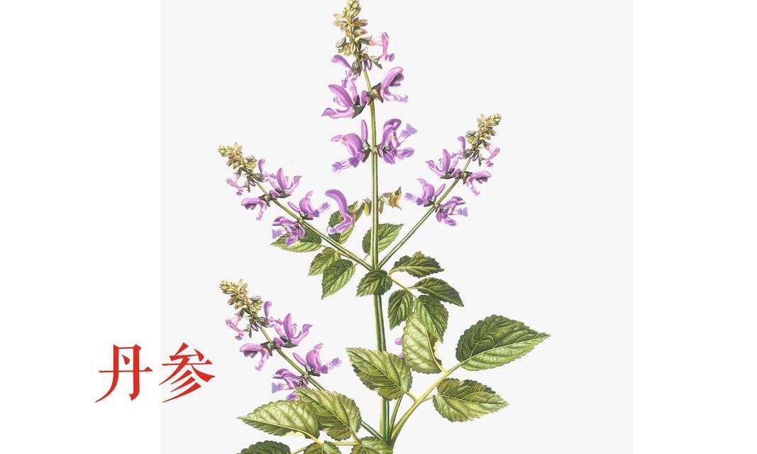 探索根茎类植物的奥秘——从地下到云端（从生物学）