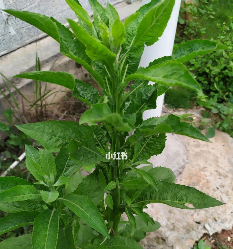 探究根茎植物的生态与应用（从根茎结构到根茎植物在生态）