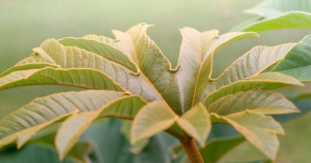 探究根茎植物的生态与应用（从根茎结构到根茎植物在生态）