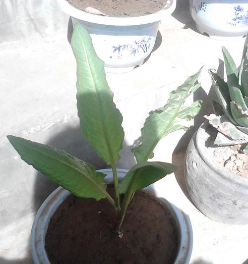 探秘根状茎植物的奇妙世界（发现根状茎植物的生长特点与应用价值）