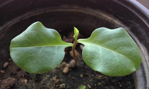 探秘根状茎植物的奇妙世界（发现根状茎植物的生长特点与应用价值）