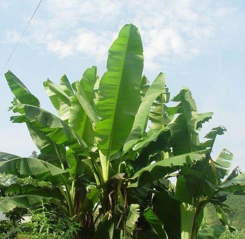 与芭蕉惊人相似的植物（探索它们的相似和不同）