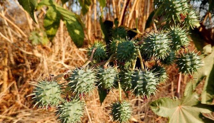 同蓖麻相似的植物（探索植物界中的近亲）