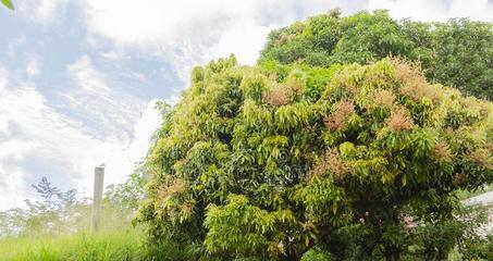 这些树看起来像芒果树，但实际上是……（揭秘让你难辨真假的芒果树似树种及特点）